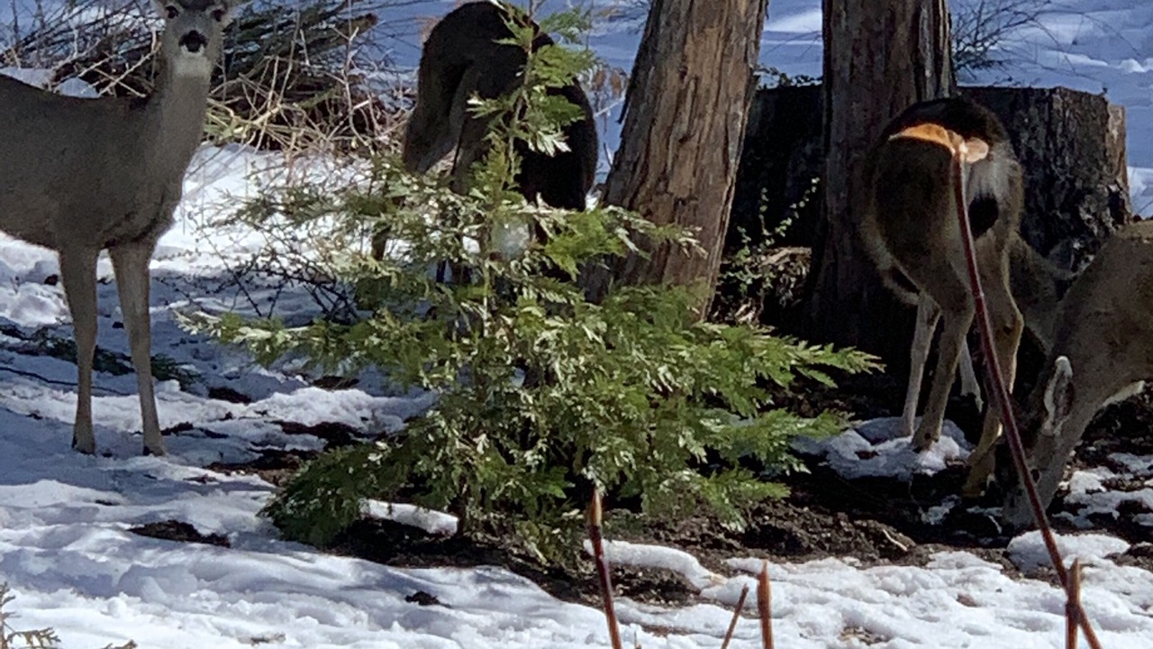 Photo of Outdoor in Shaver Lake