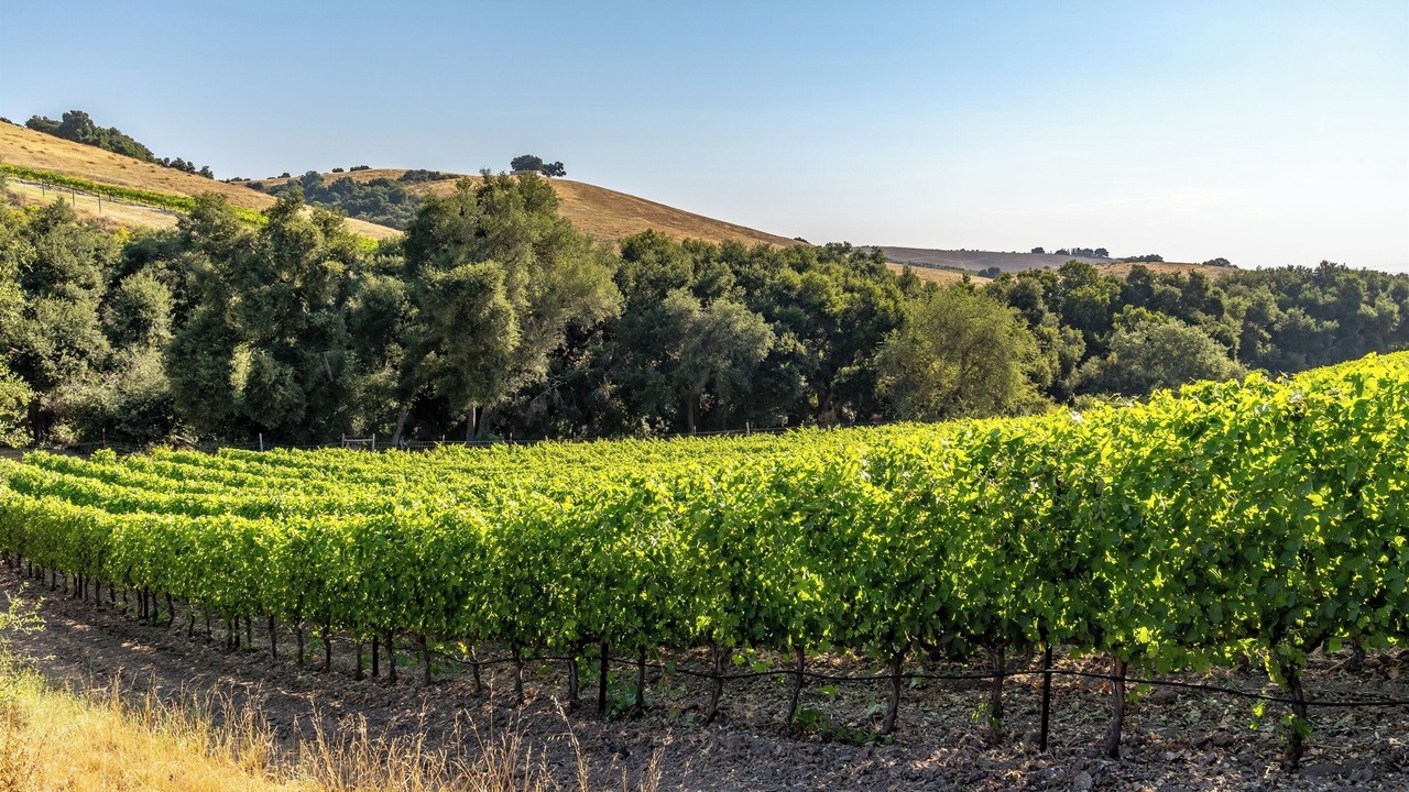 Photo of Others in Paso Robles