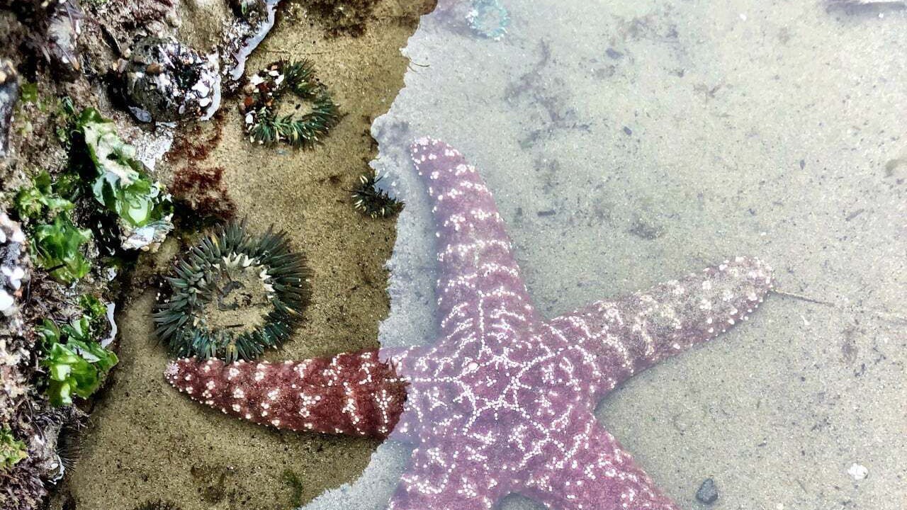 Photo of Others in Carpinteria