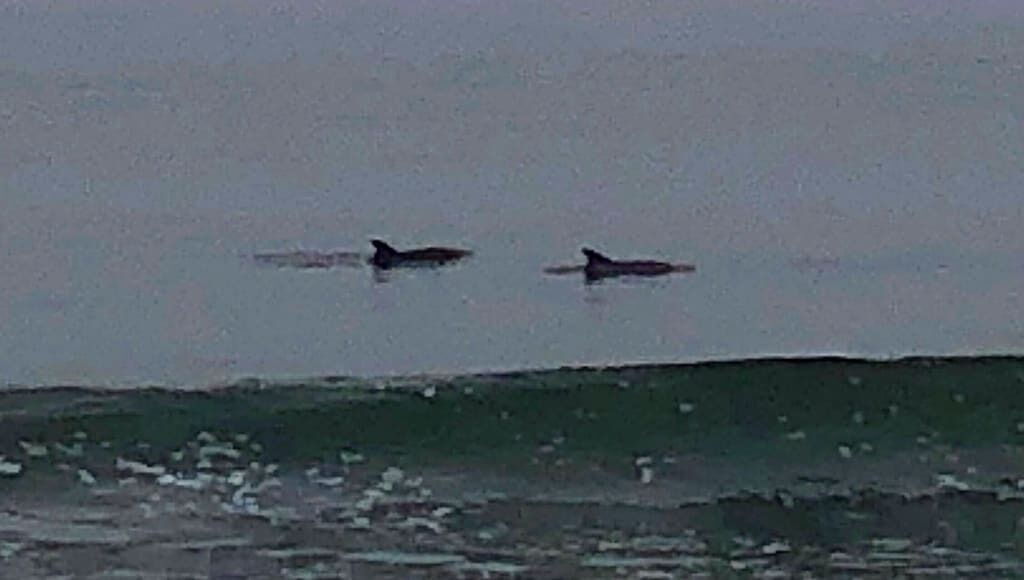 Photo of Others in La Selva Beach