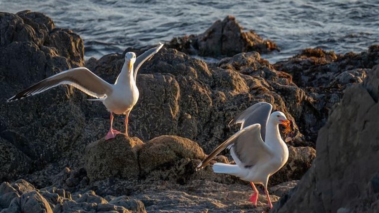 Photo of Others in Sea Ranch