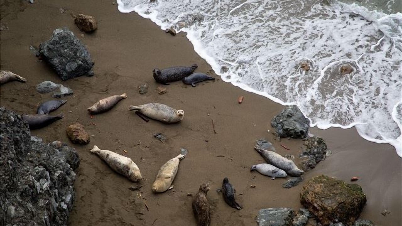 Photo of Others in Sea Ranch