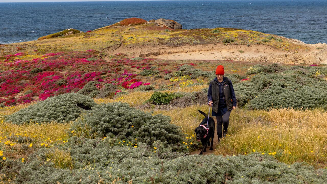 Photo of Others in Sea Ranch