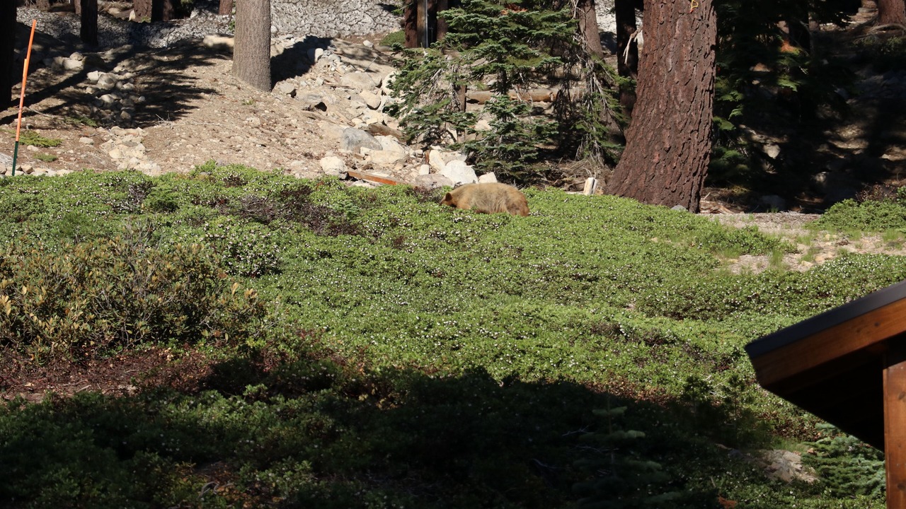 Photo of Others in Mammoth Lakes