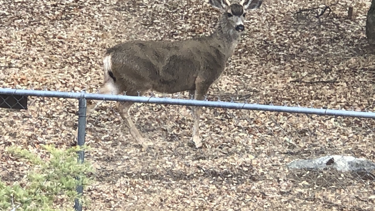 Photo of Others in Kernville