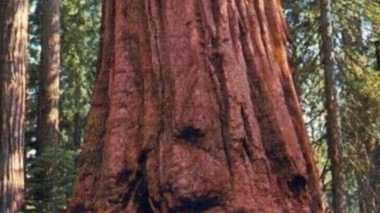 Photo of Others in Raisin