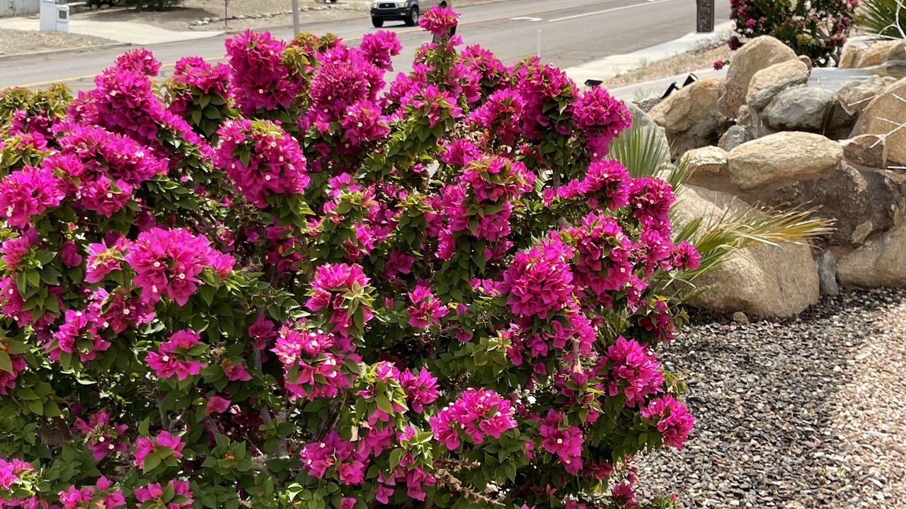 Photo of Outdoor in Lake Havasu City