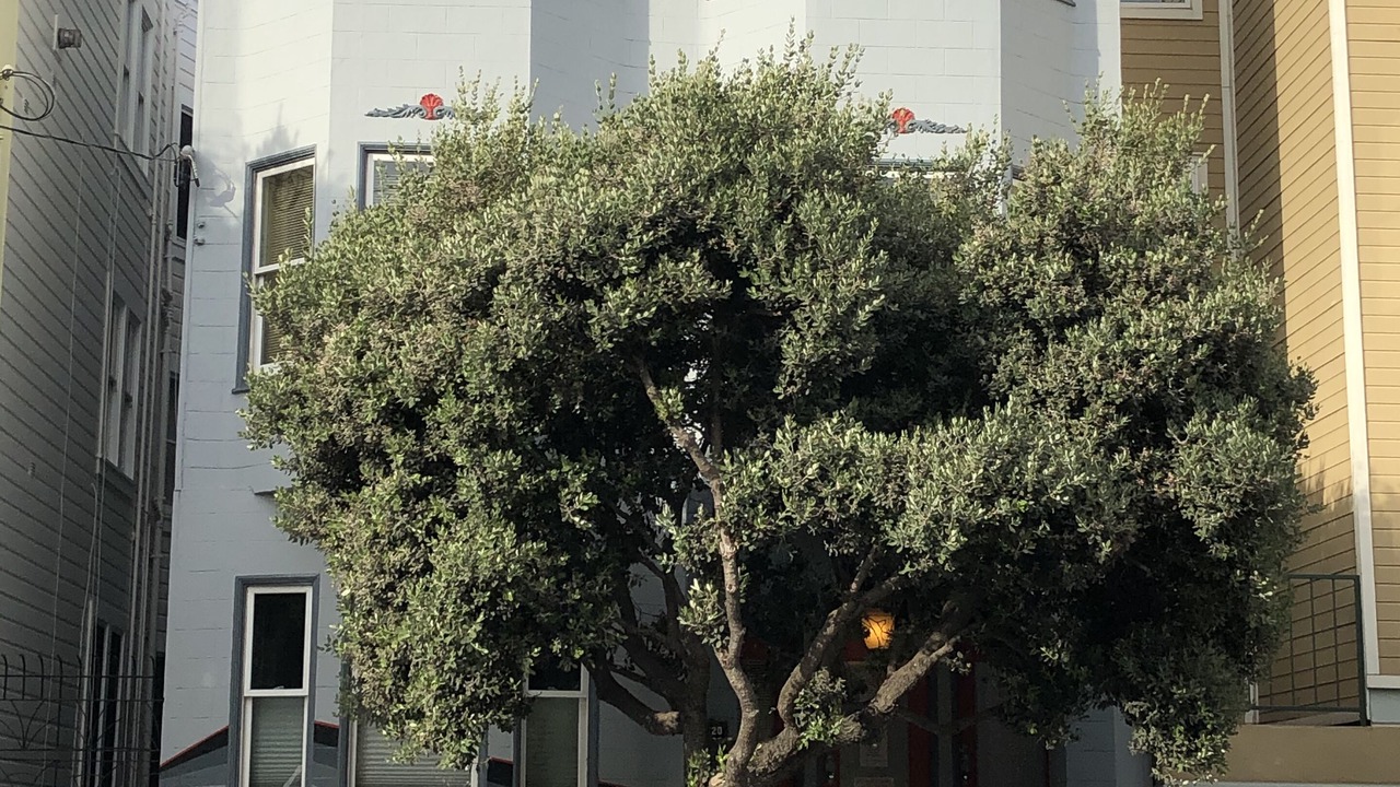 Photo of Others in Castro District