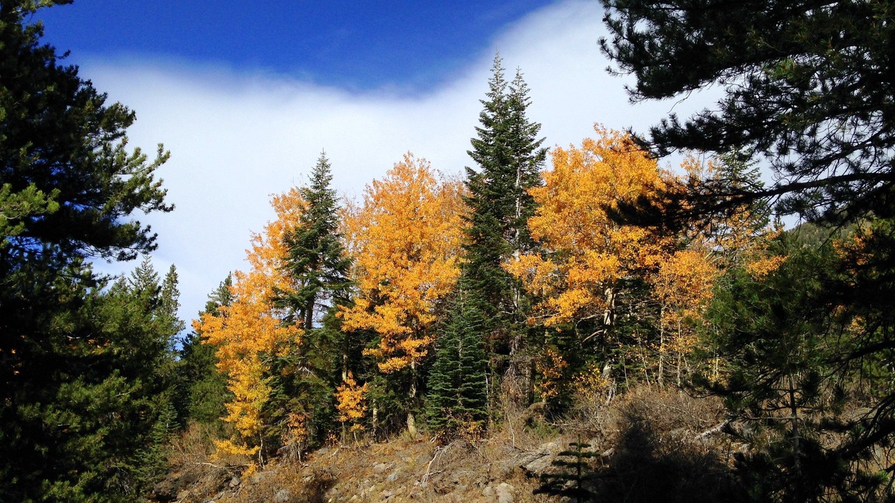 Photo of Others in Bear Valley
