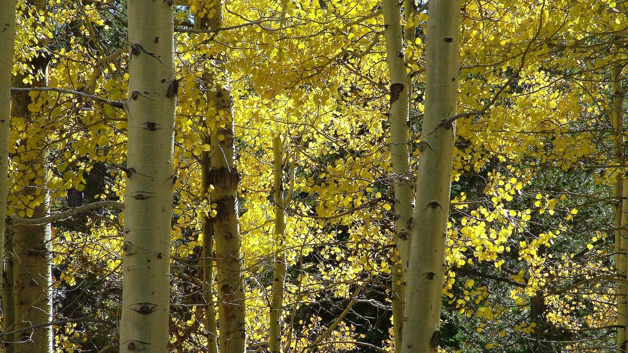 Photo of Others in Bear Valley
