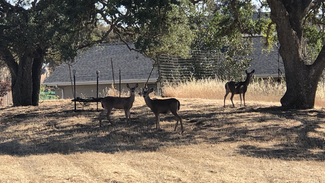 Photo of Others in Paso Robles