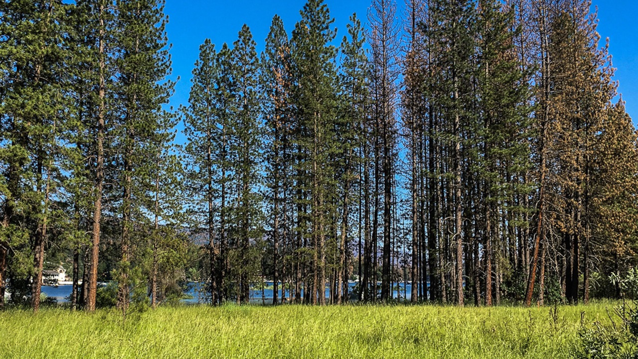 Photo of Outdoor in Bass Lake