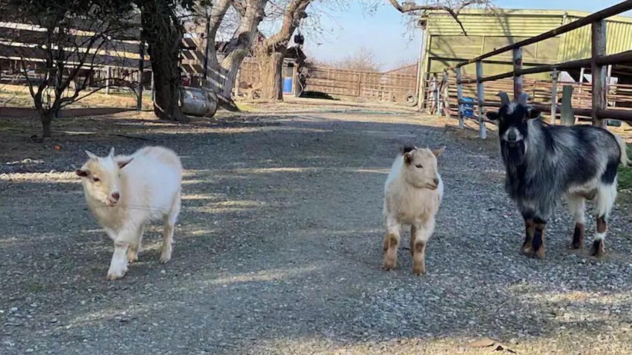 Photo of Others in Rosedale