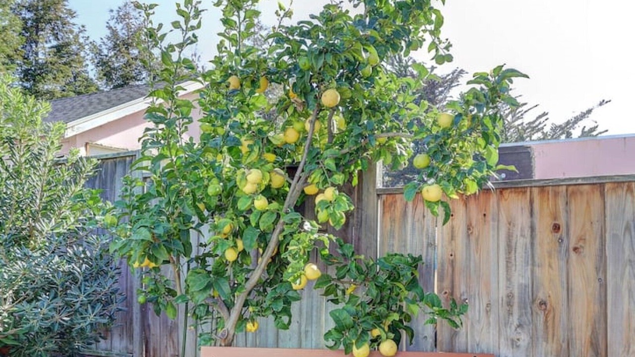 Photo of Outdoor in Castro Valley