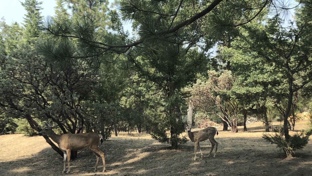 Photo of Outdoor in North Fork