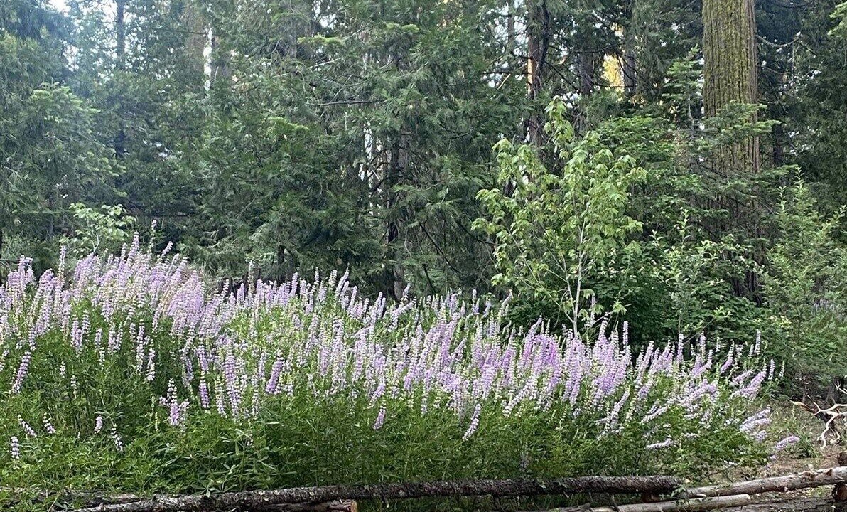 Photo of Outdoor in Sierra Cedars