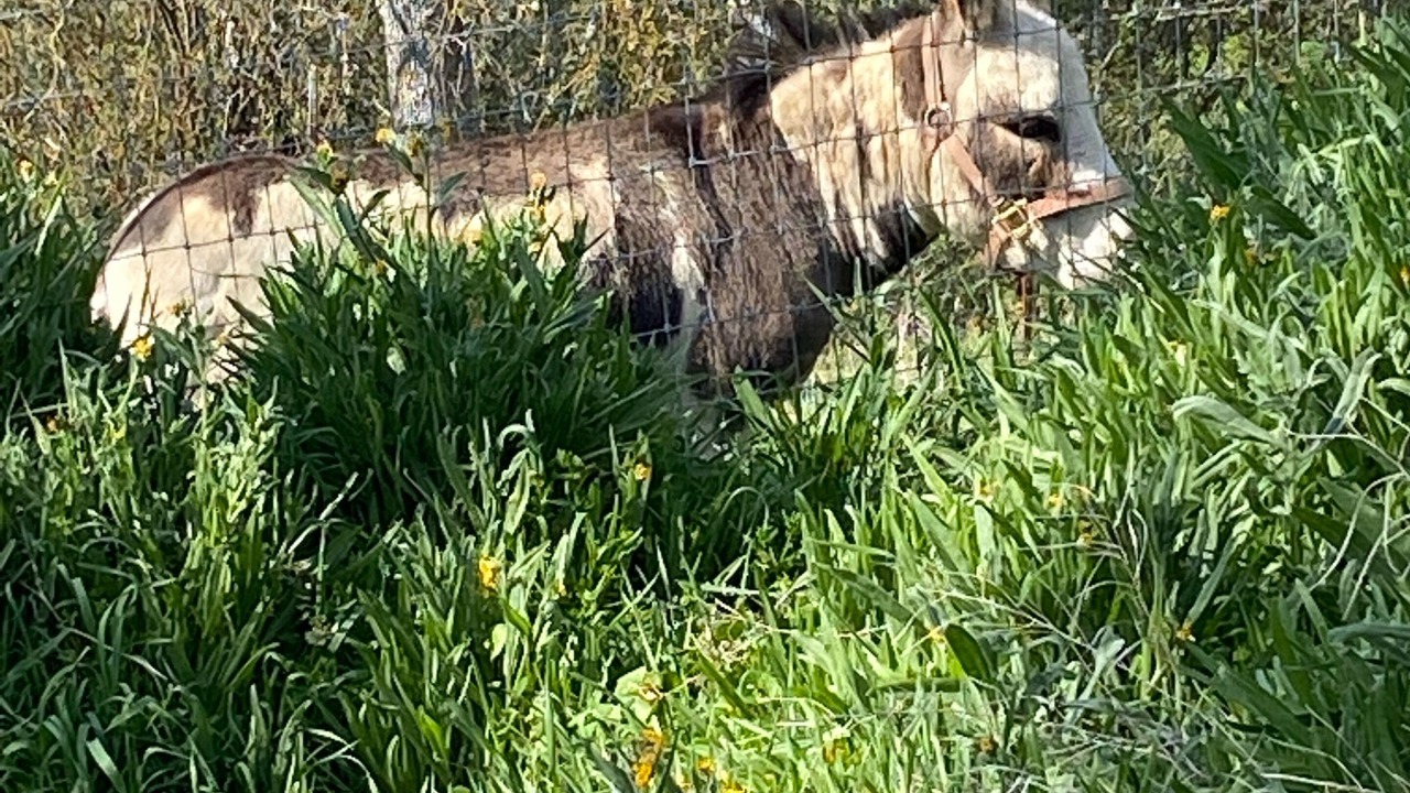 Photo of Outdoor in Posey