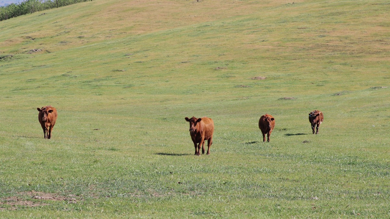 Photo of Others in Central Valley