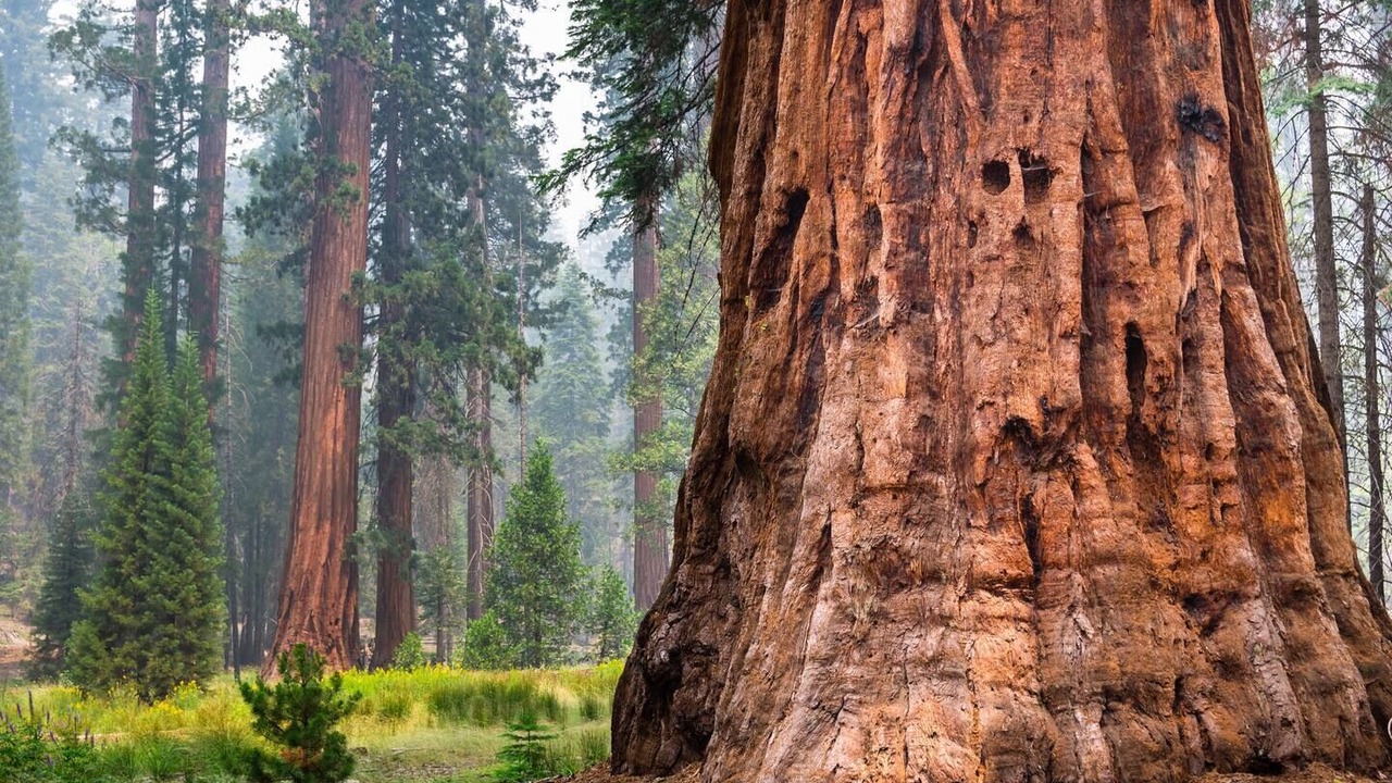 Photo of Others in Mariposa