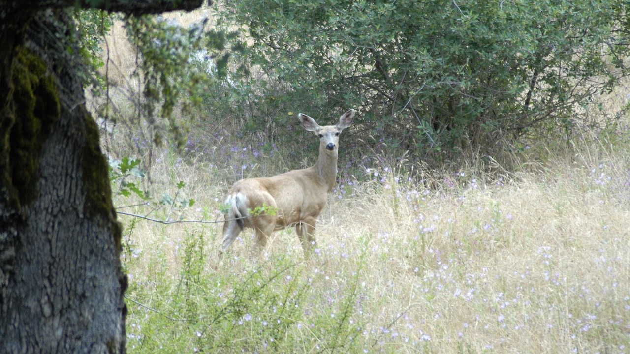 Photo of Outdoor in Miramonte