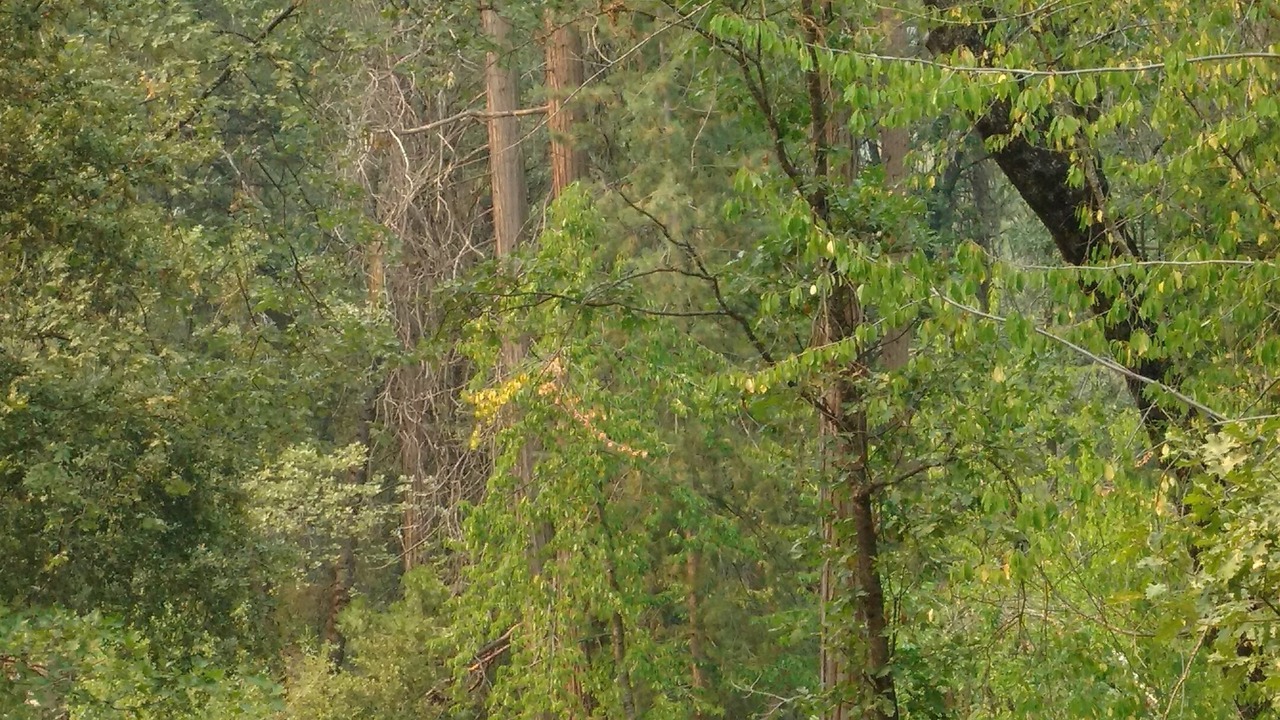 Photo of Outdoor in Pinehurst