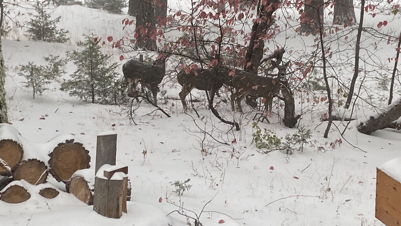 Photo of Outdoor in Sierra Cedars
