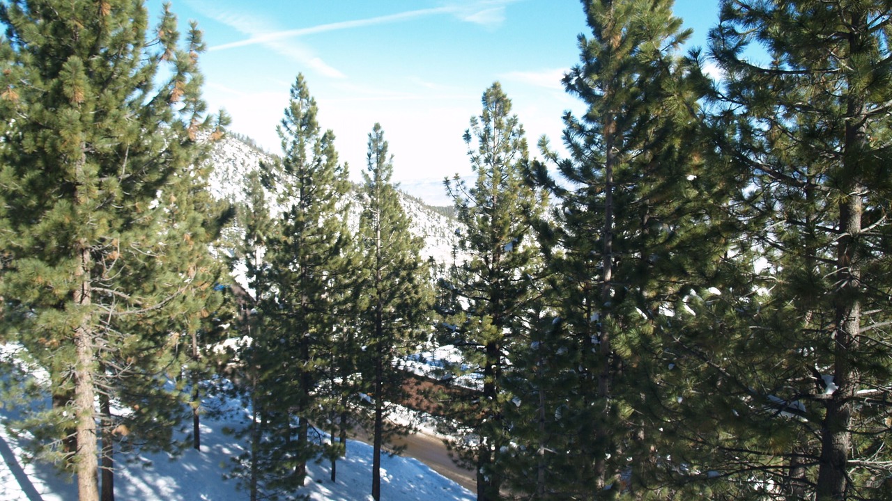 Photo of Others in Tahoe Village
