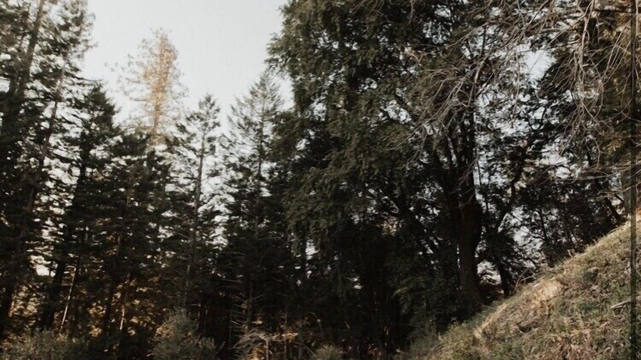 Photo of Outdoor in Cazadero