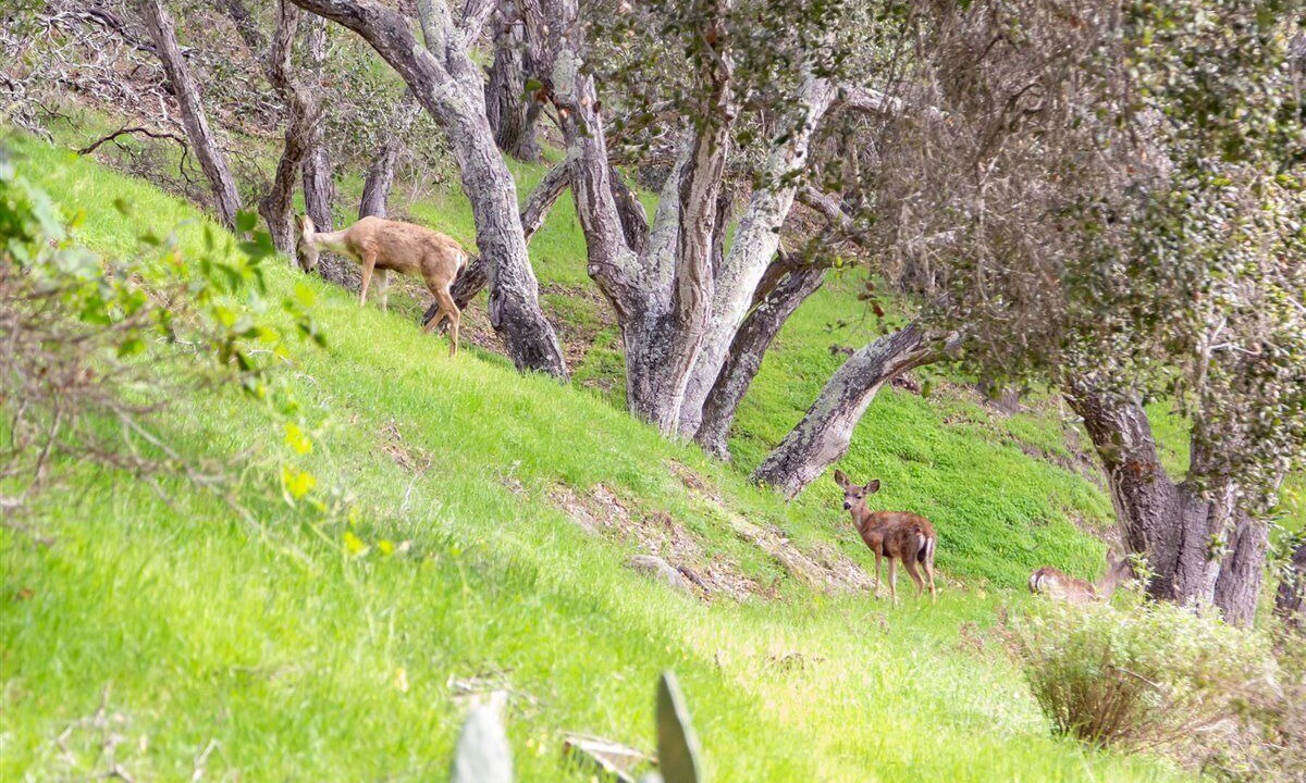 Photo of Others in Arroyo Grande