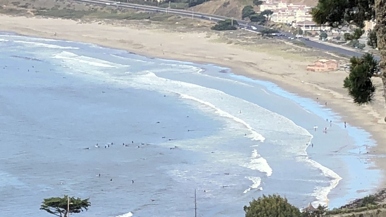 Photo of Others in Pacifica