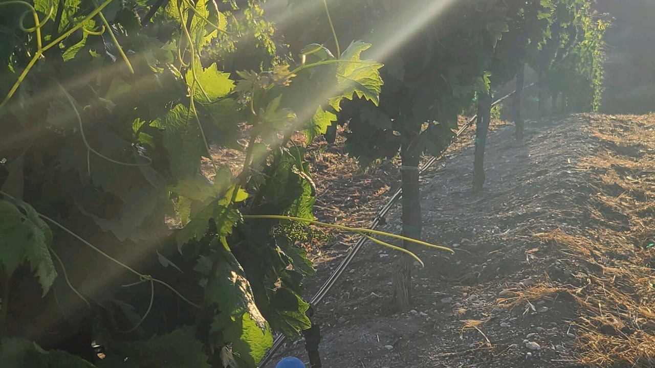 Photo of Others in Paso Robles