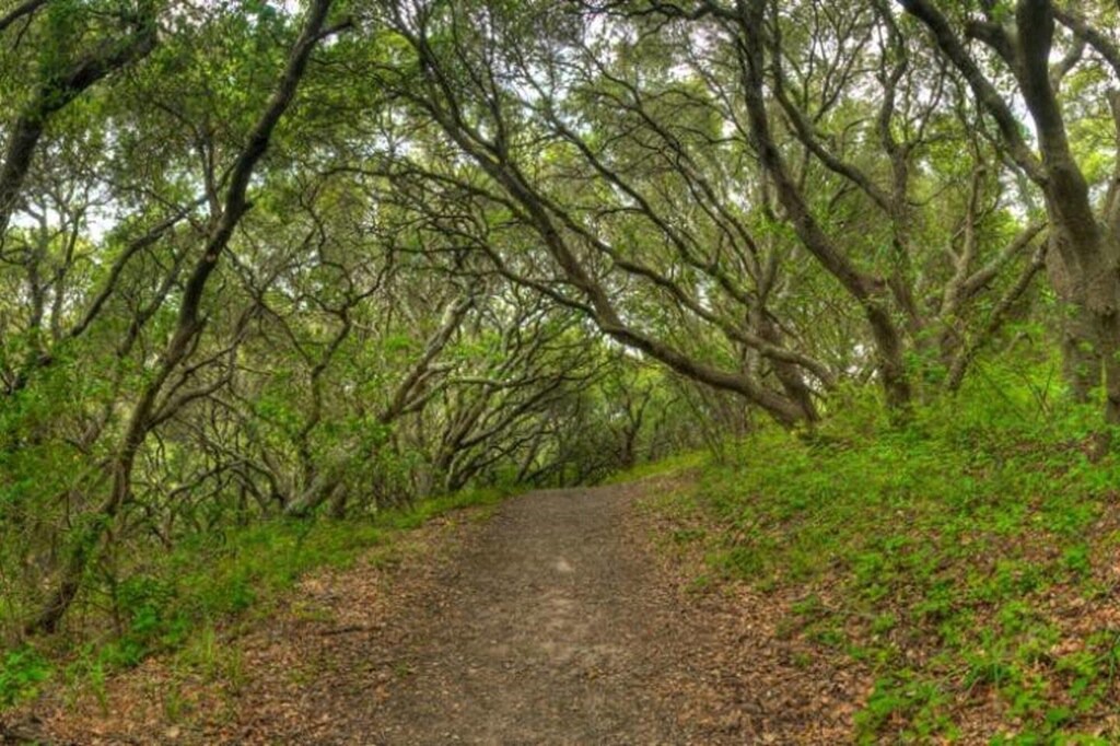 Photo of Outdoor in San Bruno