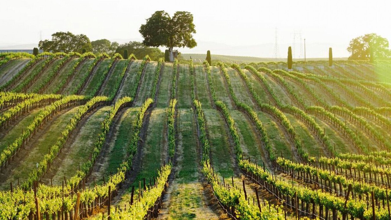 Photo of Others in Paso Robles
