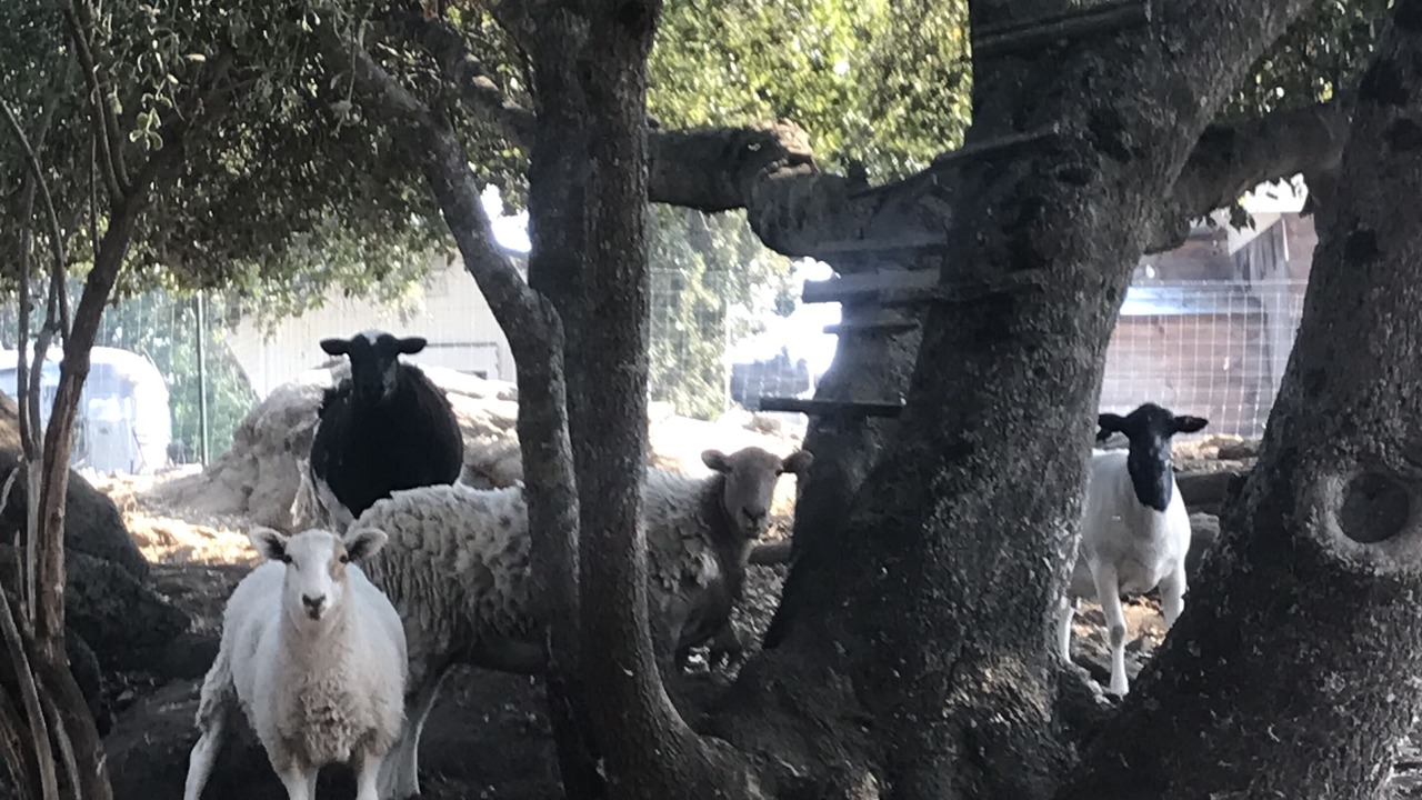 Photo of Others in Sonora
