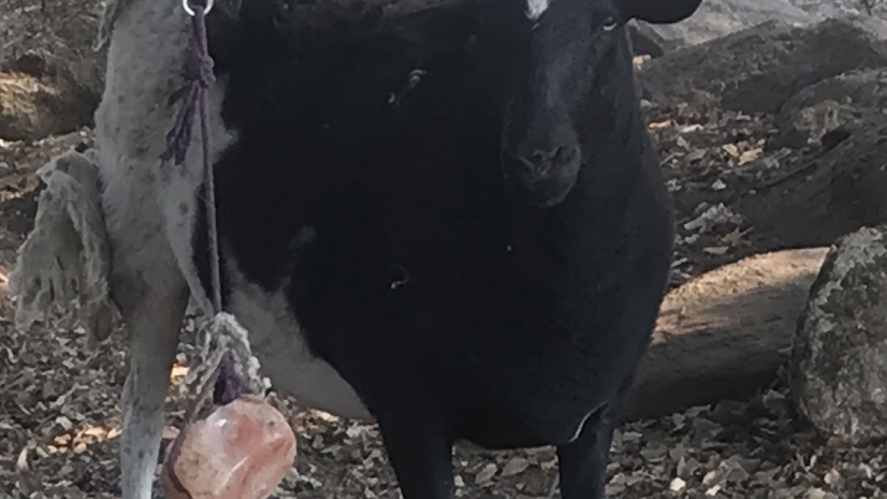 Photo of Others in Sonora