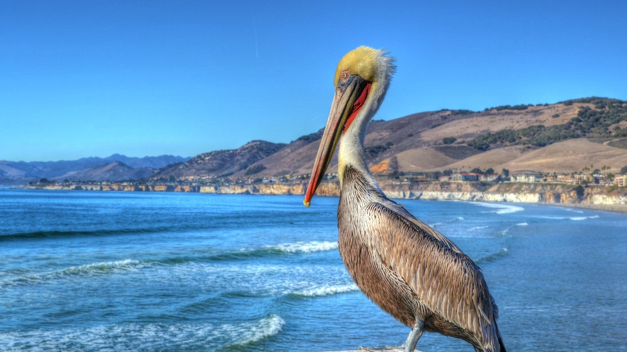Photo of Others in Avila Beach
