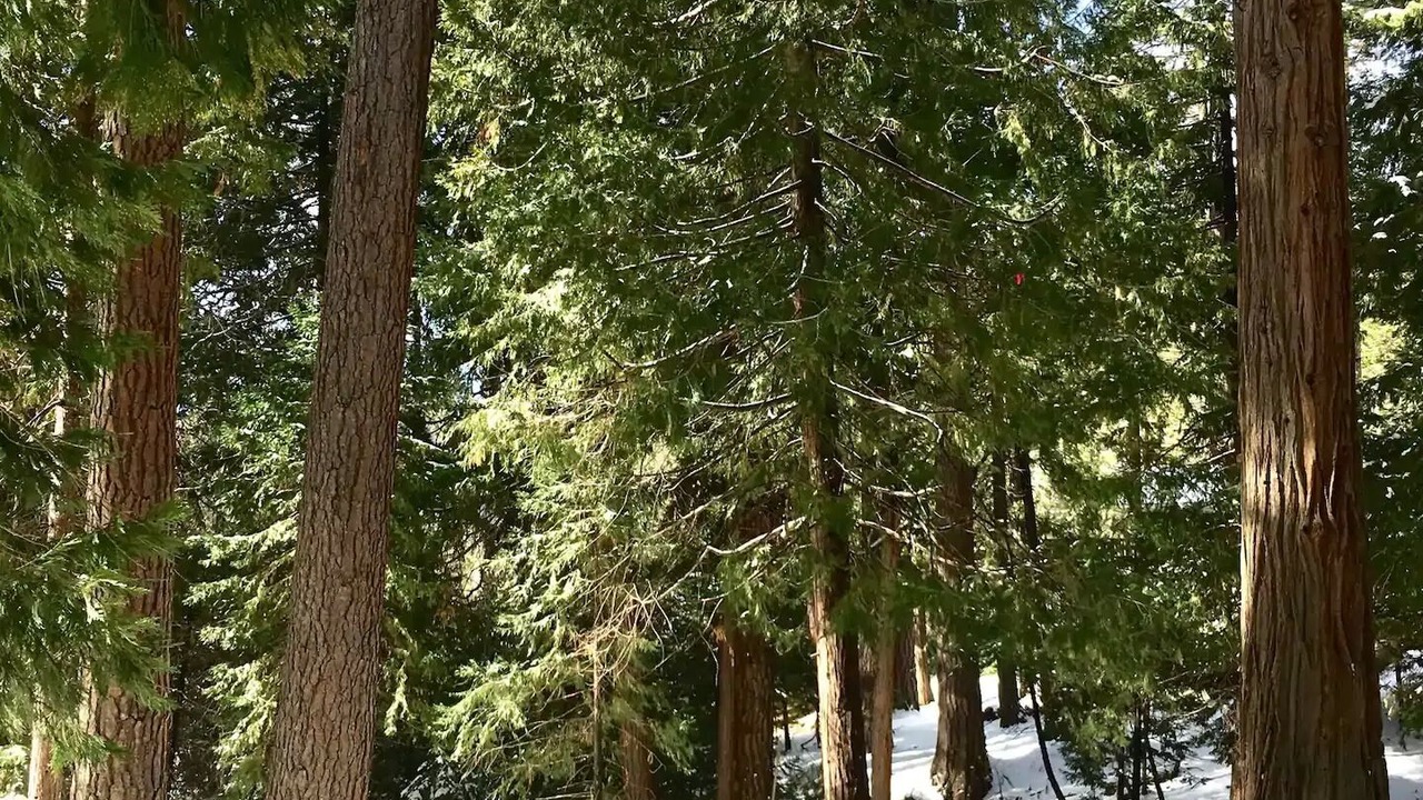 Photo of Outdoor in Twain Harte