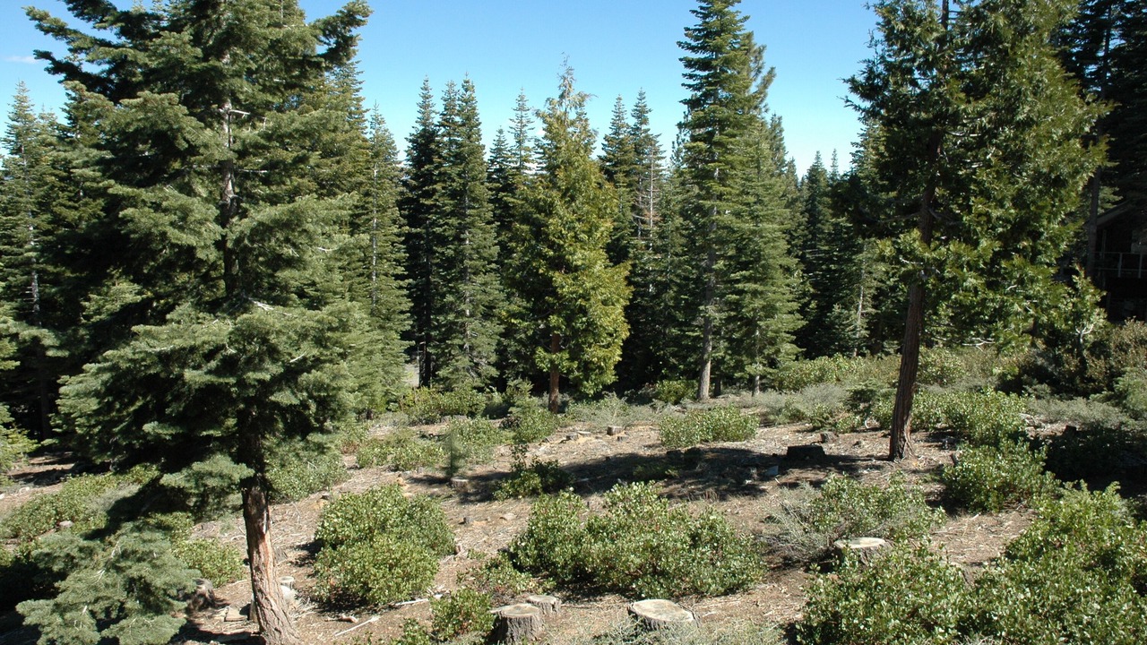 Photo of Outdoor in Tahoma