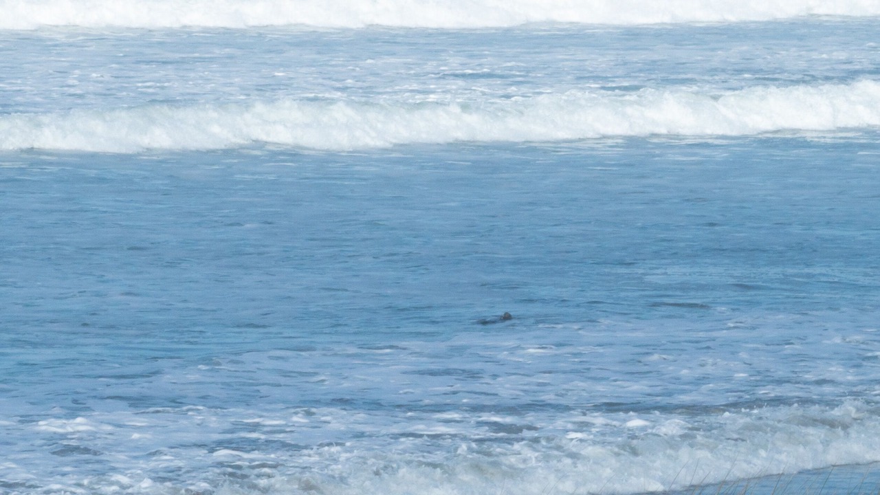 Photo of Others in Pajaro Dunes