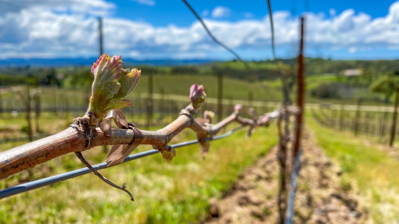 Photo of Others in Paso Robles