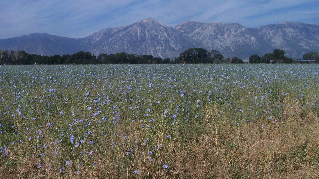 Photo of Others in Gardnerville Ranchos
