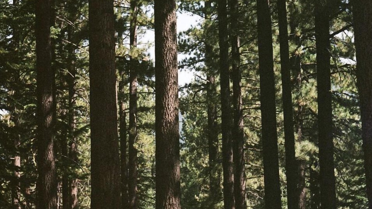 Photo of Outdoor in Incline Village