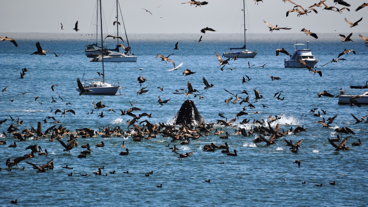 Photo of Others in Avila Beach