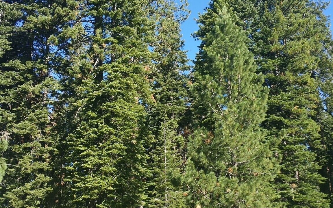 Photo of Outdoor in Mi-Wuk Village