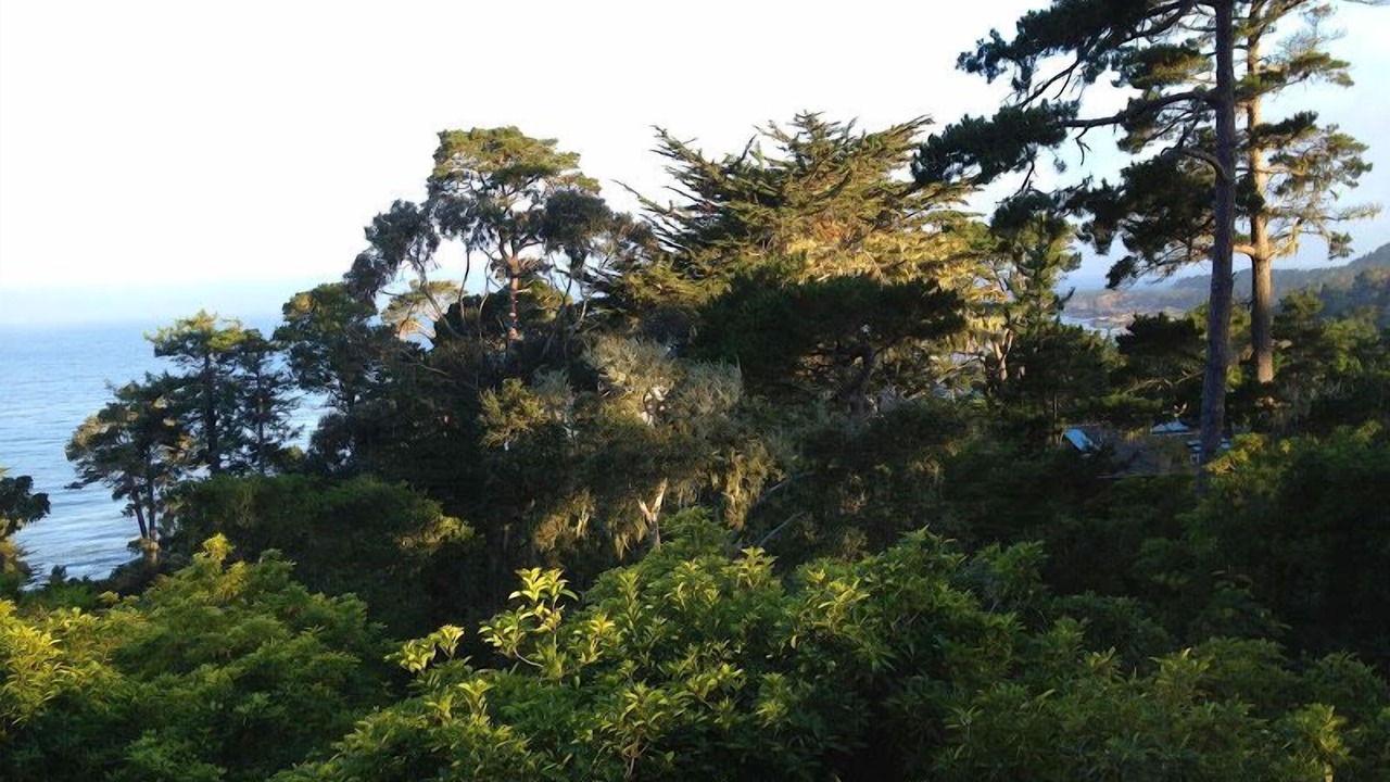 Photo of Others in Carmel Highlands
