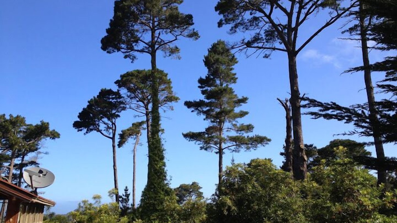 Photo of Others in Carmel Highlands