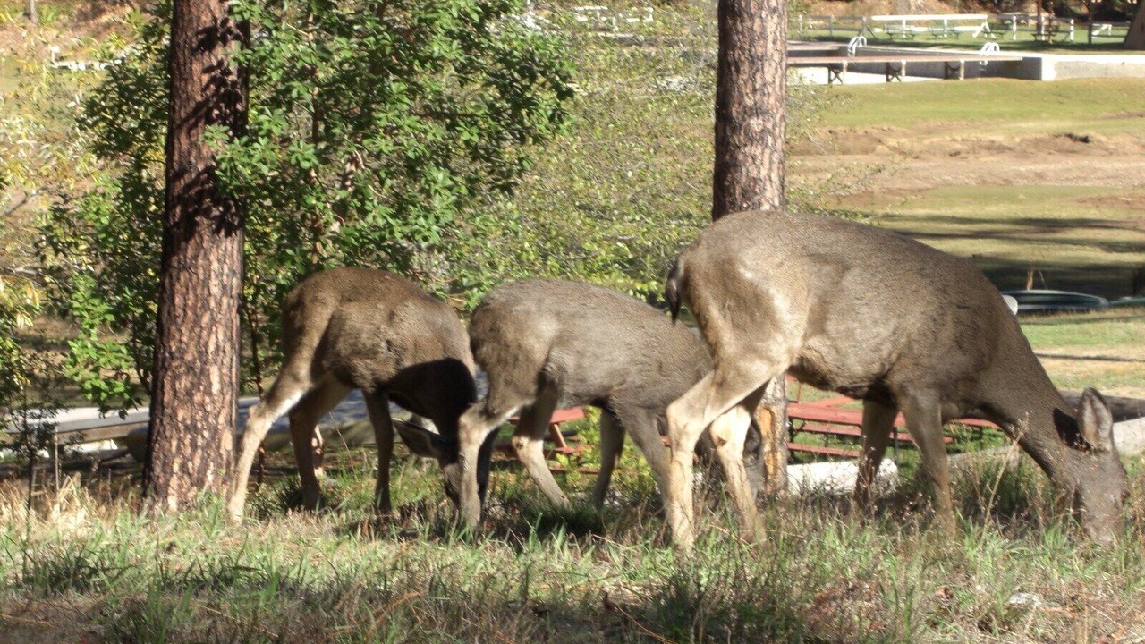 Photo of Others in Nevada City