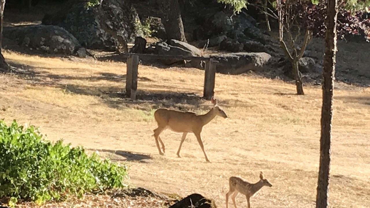 Photo of Outdoor in Mariposa