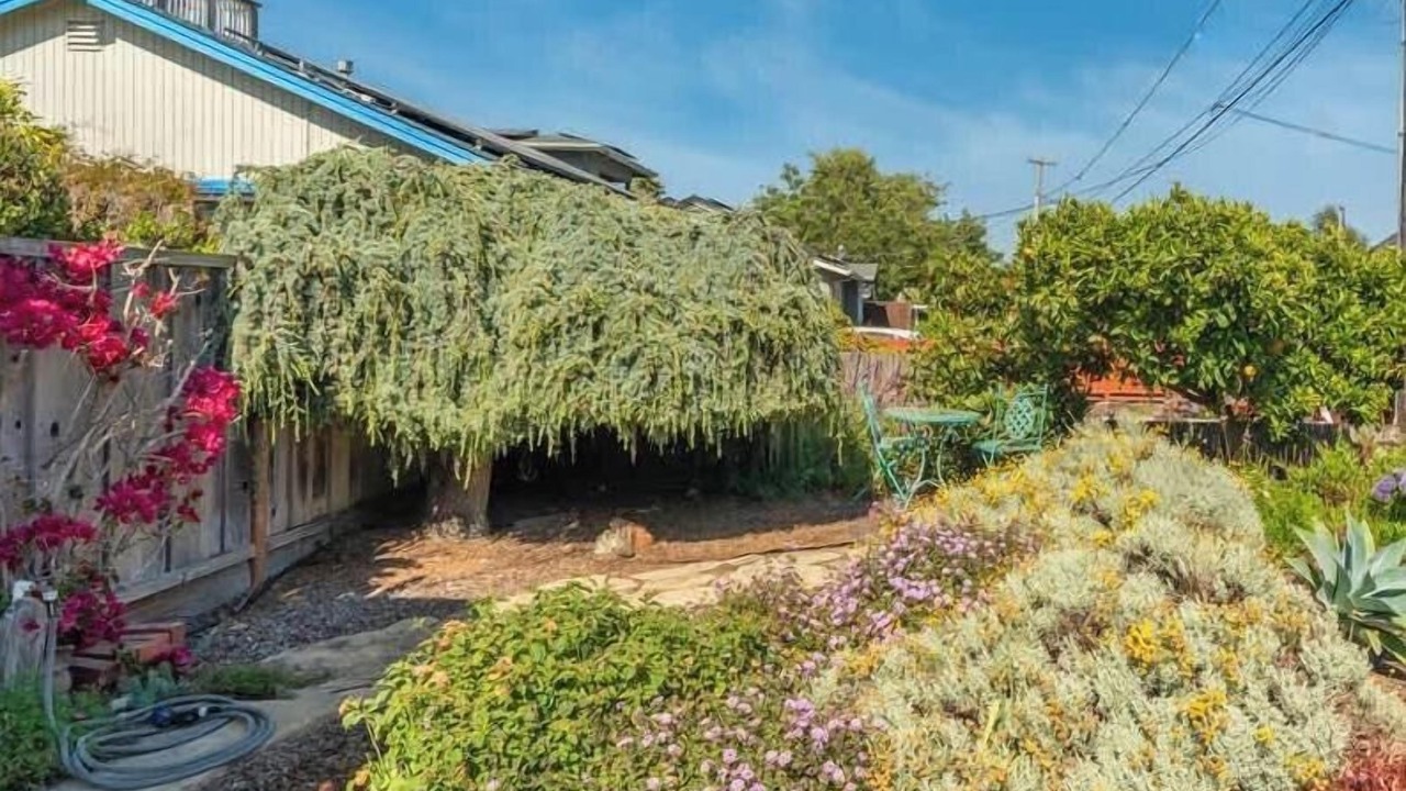 Photo of Outdoor in Westside Santa Cruz