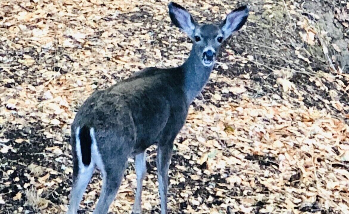 Photo of Others in Fairfax